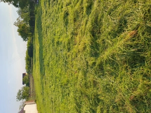 Teren intravilan de vanzare 1000mp in Zimand-Cuz Arad