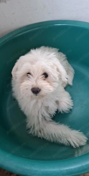 Vând bison maltez 9 luni 