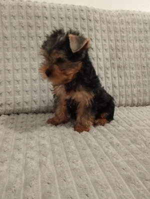 Cățel yorkshire  - imagine 3