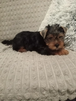 Cățel yorkshire  - imagine 4