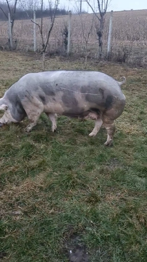 Vand scroafa pietrain 