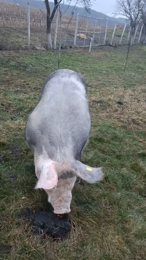 Vand scroafa pietrain  - imagine 4