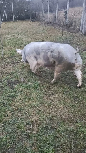 Vand scroafa pietrain  - imagine 2