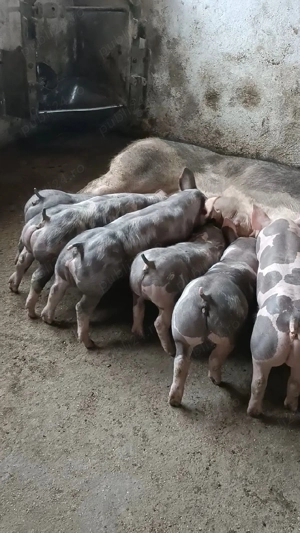 Vand scroafa pietrain  - imagine 3