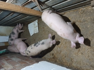 Purcei de vânzare diferite vârste! - imagine 2