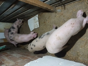 Purcei de vânzare diferite vârste!