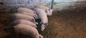 purcei de vănzare  - imagine 3