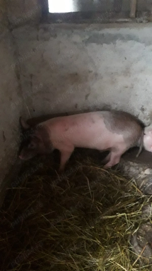 Purcei de vanzare  - imagine 2