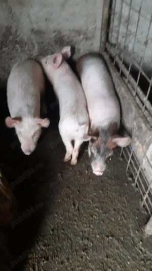 Purcei de vanzare  - imagine 3