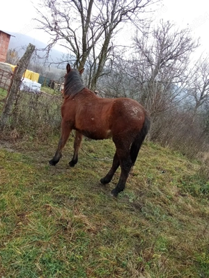 Mînz  de2ani  - imagine 3