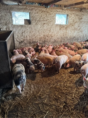 purcei pietrean cu pic landras  - imagine 3