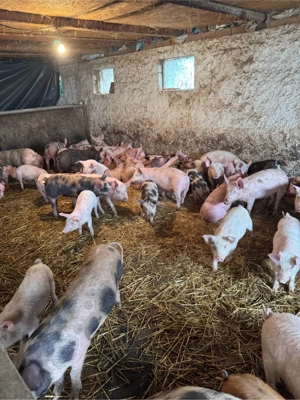 purcei pietrean cu pic landras  - imagine 2