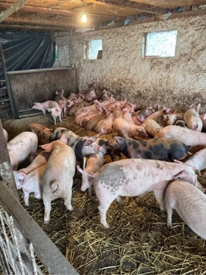 purcei pietrean cu pic landras  - imagine 5