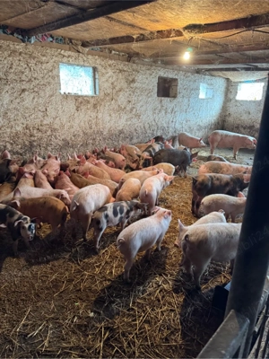 purcei pietrean cu pic landras 