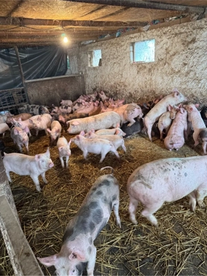 purcei pietrean cu pic landras  - imagine 4