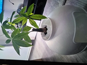 Culcuș ptr.animaluțe. - imagine 5