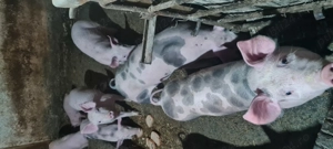 Purcei Landrace + Petrain 