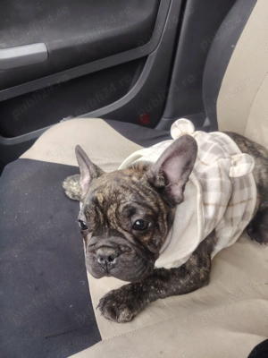 Bulldog francez