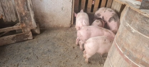 Grasuni frumoși  - imagine 4