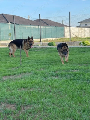 pui ciobanesti german - imagine 3