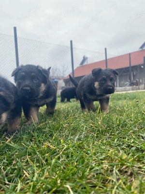 pui ciobanesti german - imagine 2