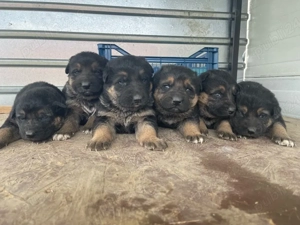 pui ciobanesti german