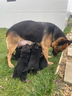 pui ciobanesti german - imagine 4