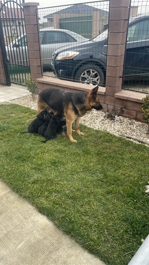 pui ciobanesti german - imagine 5