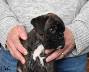 Pui Boxer cu pedigree - imagine 5