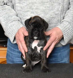 Pui Boxer cu pedigree - imagine 2