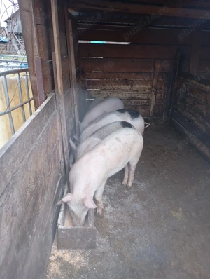 purcei de vânzare  - imagine 4