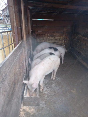 purcei de vânzare  - imagine 3