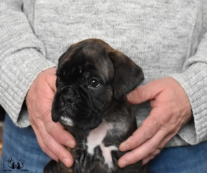 Pui Boxer cu pedigree - imagine 3