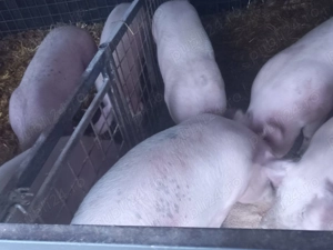 Porci si purcele de vanzare - imagine 3