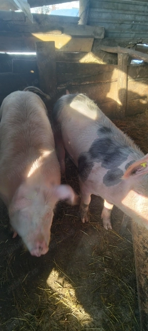 De vânzare doua scrofițe bune de reproducție sau schimb 