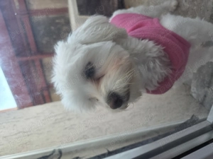 Vând Bichon Maltez 10luni - imagine 2