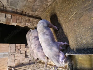 Vand 3 scrofițe pietrean de 80 kg