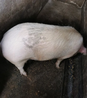 Porci grași de vânzare 170-250 kg - imagine 3