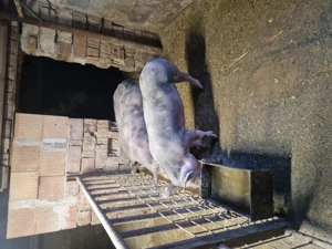 Vand doi porci de 150-180 kg - imagine 4