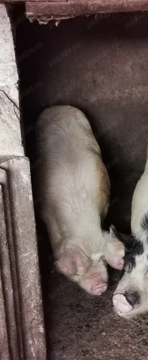 Porci grași de vânzare 170-250 kg - imagine 5