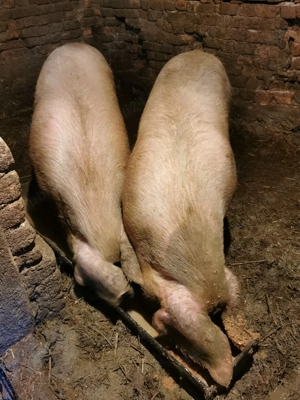 Porci grași de vânzare 170-250 kg - imagine 4