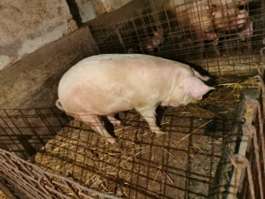 Porci grași de vânzare 170-250 kg