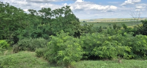 Teren intravinal si extravilan de vanzare - imagine 9