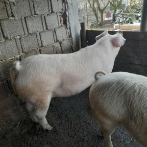 Porci de tara