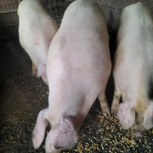 Porci de tara - imagine 4