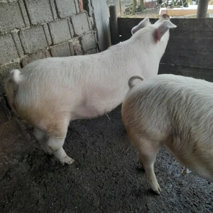 Porci de tara - imagine 2