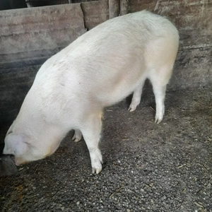 Porci de tara - imagine 3