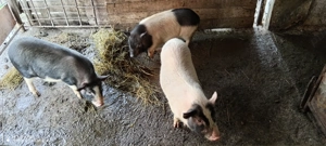 Vând șoldani vietnamezi 