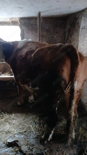 Vaca de vanzare - imagine 2