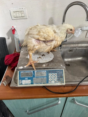 Pui alb de carne 3 săptămâni intre  1,9 -  2.5 kg  25 lei - imagine 3